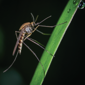 Seasonal Mosquito Control